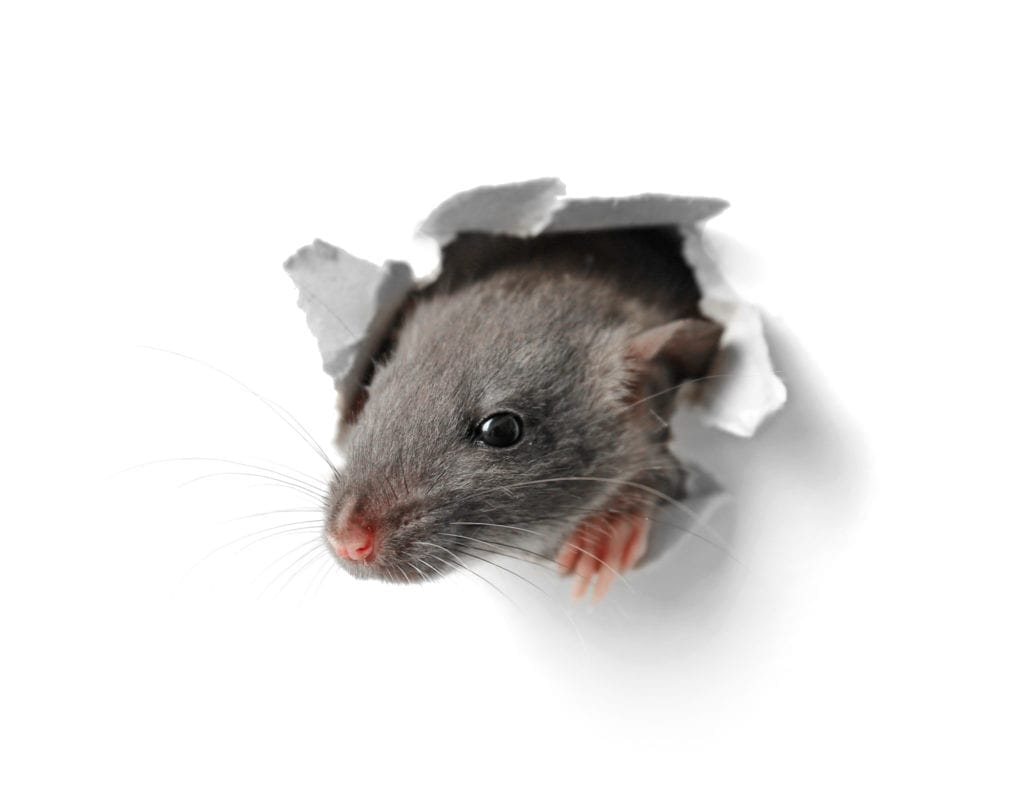 How Rodent Dropping Cleanup Keeps Your Home Safe from Pests