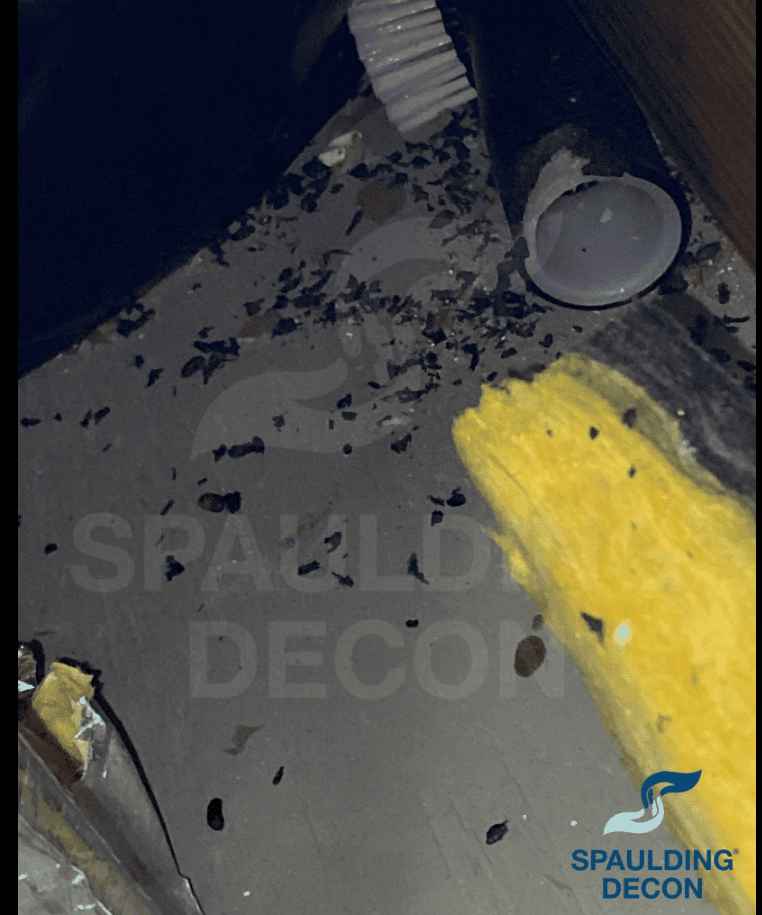 Close-up of mouse droppings beneath furniture with insulation debris